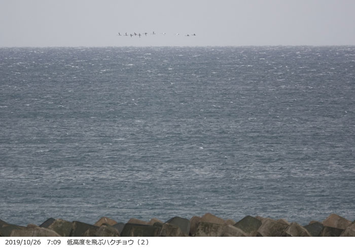 2019/10/26　7:09　低高度を飛ぶハクチョウ（２）