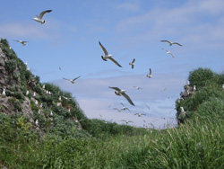 birdimage