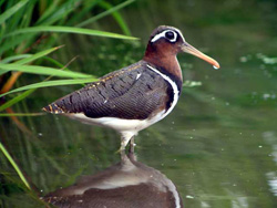 birdimage