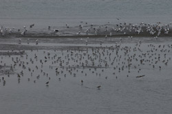 birdimage