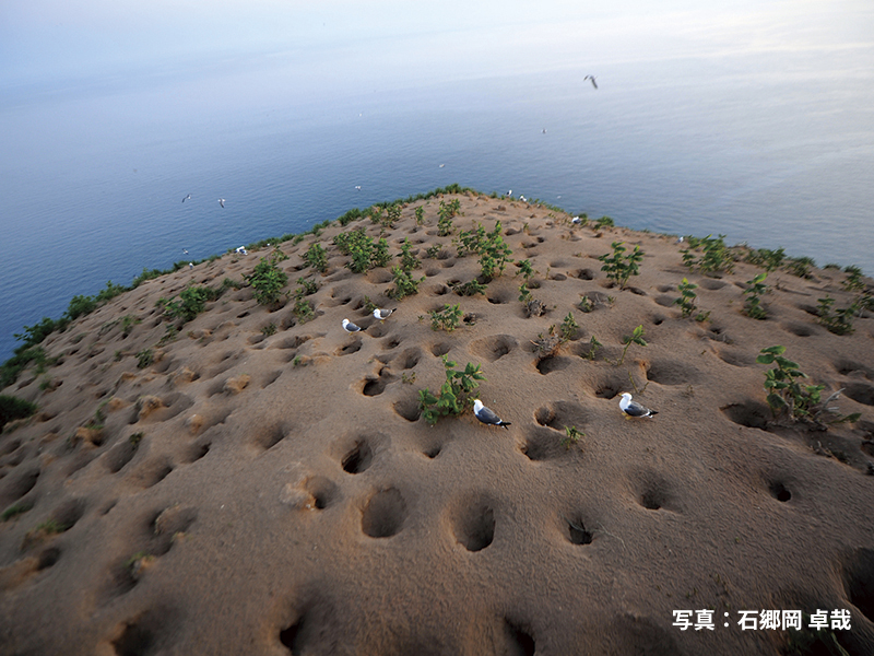 天売島_ウトウ巣穴