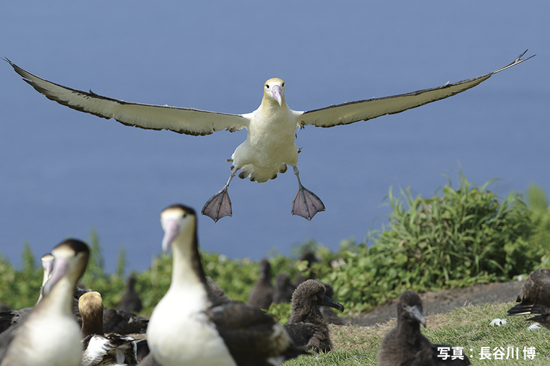 アホウドリ