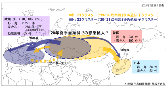 '20～'21シーズンにおけるHPAI（H5N8亜型）のユーラシア全域における発生（経路等は推測を含む）