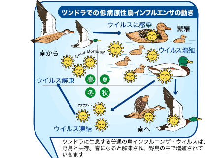 ツンドラでの低病原性鳥インフルエンザの動きと地域の図