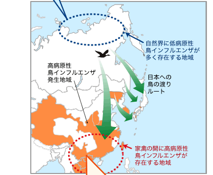 ツンドラでの低病原性鳥インフルエンザの動きと地域の図
