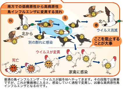 南方での低病原性から高病原性鳥インフルエンザに変異する流れの図