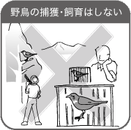 野鳥の捕獲・飼育はしない