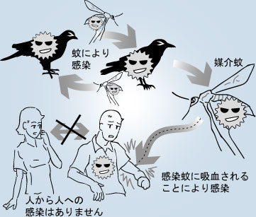 西ナイル熱の感染経路