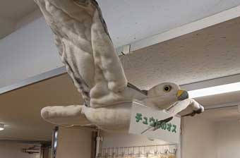 実物大チュウヒのぬいぐるみ