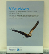 チュウヒの勝利(Victory)のV