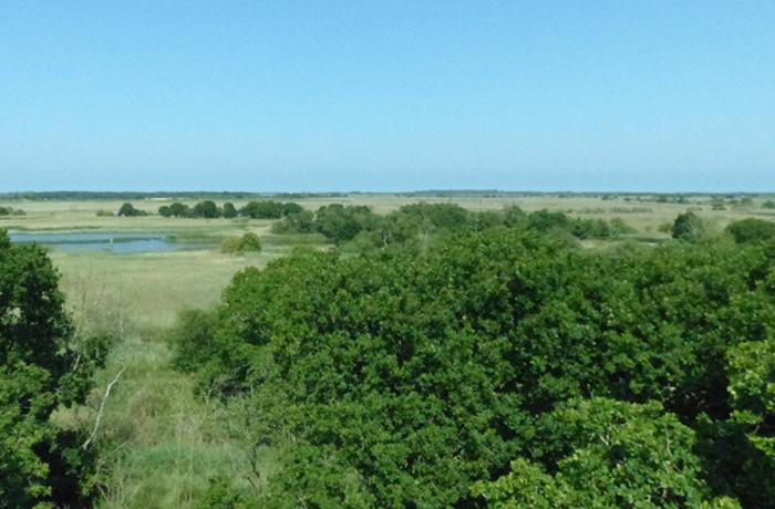 NWT/Hickling Broad and Marshes Nature Reserve（ヒックリング・ブロード・アンド・マーシズ自然保護区）