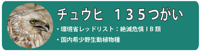 チュウヒ135つがい。環境省レッドリスト：絶滅危惧IB類・国内希少野生動植物種