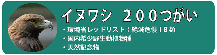イヌワシ200つがい。環境省レッドリスト：絶滅危惧IB類・国内希少野生動植物種・天然記念物