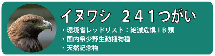 イヌワシ200つがい。環境省レッドリスト：絶滅危惧IB類・国内希少野生動植物種・天然記念物