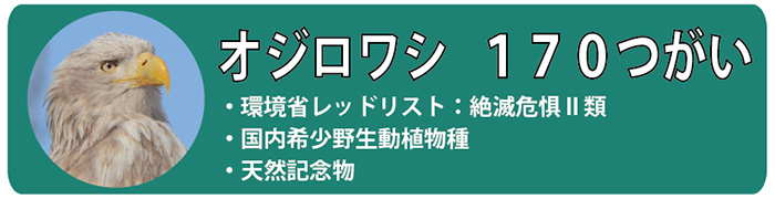 オジロワシ170つがい。環境省レッドリスト：絶滅危惧Ⅱ類・国内希少野生動植物種
