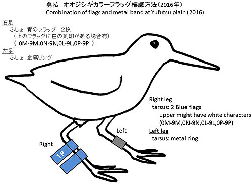 勇払オオジシギカラーフラッグ標識方法2016年