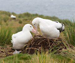 日本野鳥の会 海鳥と漁業の問題