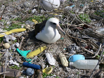 プラスチックごみに囲まれたコアホウドリ　写真：OWS