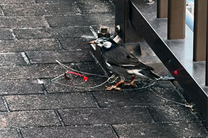 事例55. 釣り糸が脚にひっかかったムクドリ