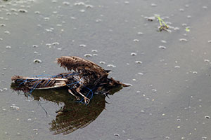 事例58. 紐が絡まったヒヨドリの死体