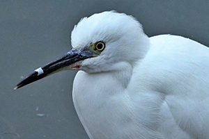 事例2. クチバシにストローのようなものがはまったコサギ(1)