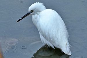 事例2. クチバシにストローのようなものがはまったコサギ(2)