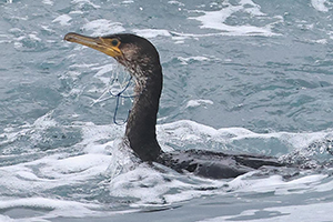 事例76. 漁網らしきものをクチバシから垂らしたウミウ