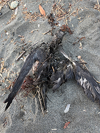 事例77. 釣り糸が絡まったハシボソミズナギドリの死体