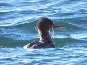 事例79 釣り糸が翼や首に絡まったウミアイサ2