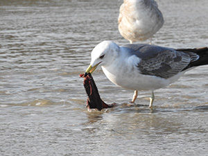 事例83. 不明物をくわえたウミネコ