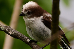 事例84. 体に釣り針が絡まったシマエナガ