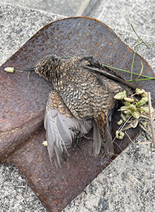 事例85. 釣り針、釣り糸などが絡まったイソヒヨドリの死体