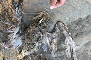 事例88.事例88. 釣り針と釣り糸が絡まったウミネコの死体