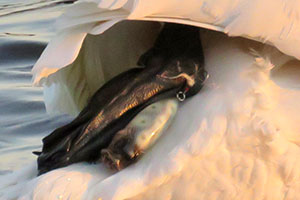 事例89.釣り針が足に刺さり、ルアーが付着したコハクチョウ