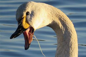 事例90.釣り糸がくちばしに絡まったコハクチョウ