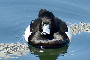 事例91. 釣り針が鼻腔に刺さり、釣り糸が絡まったキンクロハジロ