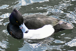 事例91. 釣り針が鼻腔に刺さり、釣り糸が絡まったキンクロハジロ