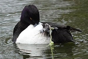 事例93. 釣り糸と水草と思われるものが足に絡まり、ケガをしているキンクロハジロ