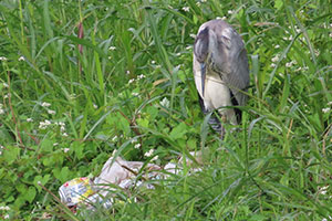 事例95. 不法投棄されたプラスチック容器にはまり動けなくなっていたアオサギ
