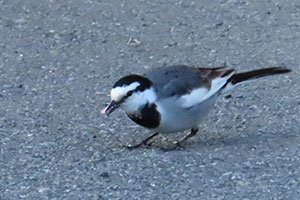 事例97. ポイ捨てされたゴミを誤って食べていたハクセキレイ