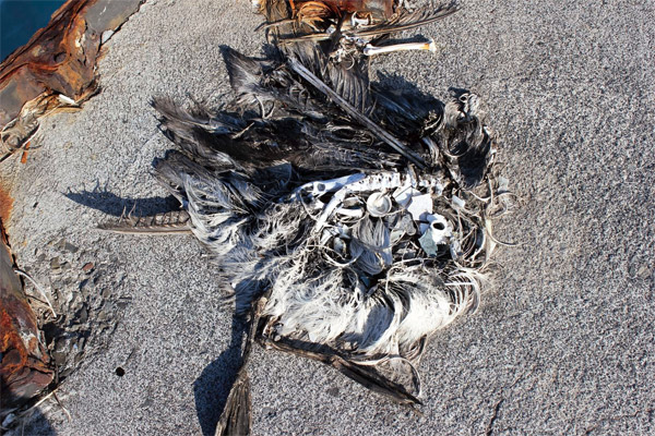 ミッドウェー島のコアホウドリのひなの死骸