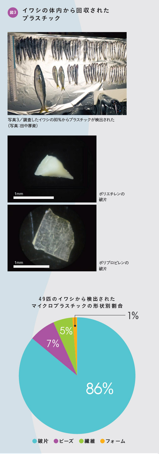 図3 イワシの体内から回収されたプラスチック