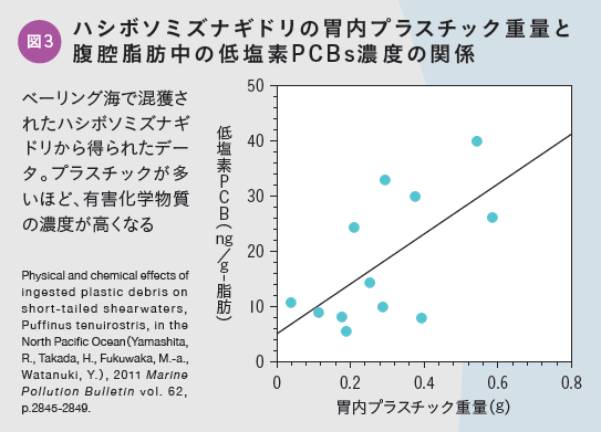 図3 ハシボソミズナギドリの胃内プラスチック重量と腹腔脂肪中の低塩素PCBs濃度の関係:ベーリング海で混獲されたハシボソミズナギドリから得られたデータ。プラスチックが多いほど、有害化学物質の濃度が高くなる