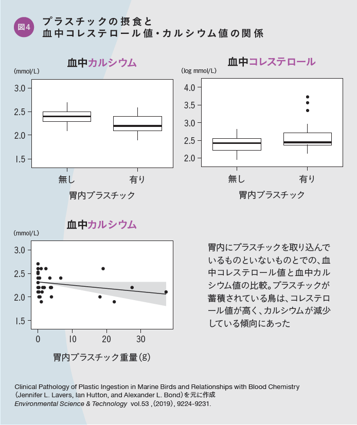 図4 プラスチックの摂食と血中コレステロール値・カルシウム値の関係:胃内にプラスチックを取り込んでいるものといないものとでの、血中コレステロール値と血中カルシウム値の比較。プラスチックが蓄積されている鳥は、コレステロール値が高く、カルシウムが減少している傾向にあった