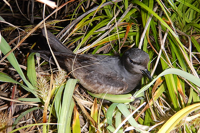 オーストンウミツバメ