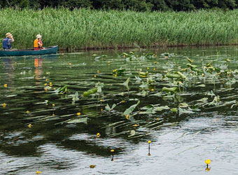コウホネとカヌー
