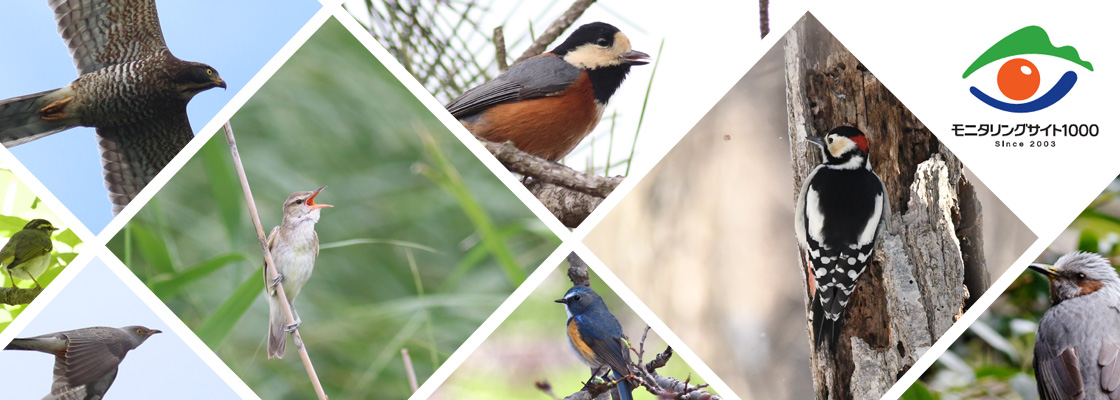 モニタリングサイト1000 陸生鳥類調査イメージ