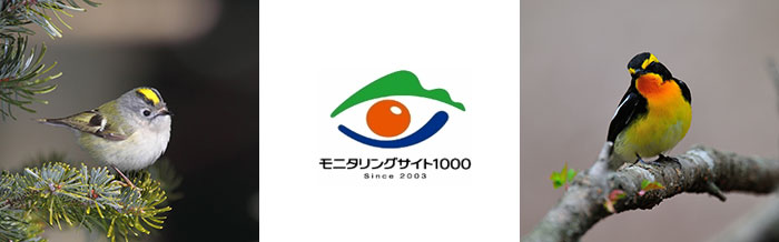 モニタリングサイト1000　陸生鳥類調査イメージ