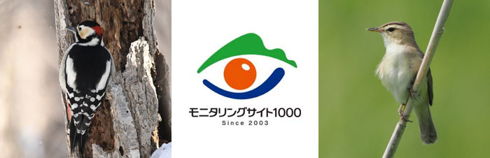 モニタリングサイト1000　陸生鳥類調査イメージ