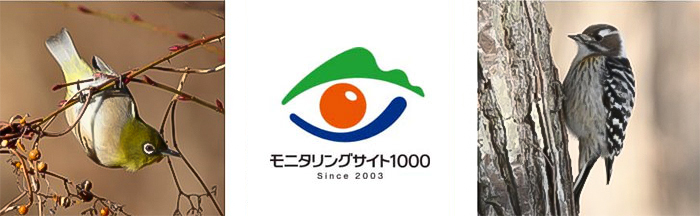 モニタリングサイト1000 陸生鳥類調査イメージ